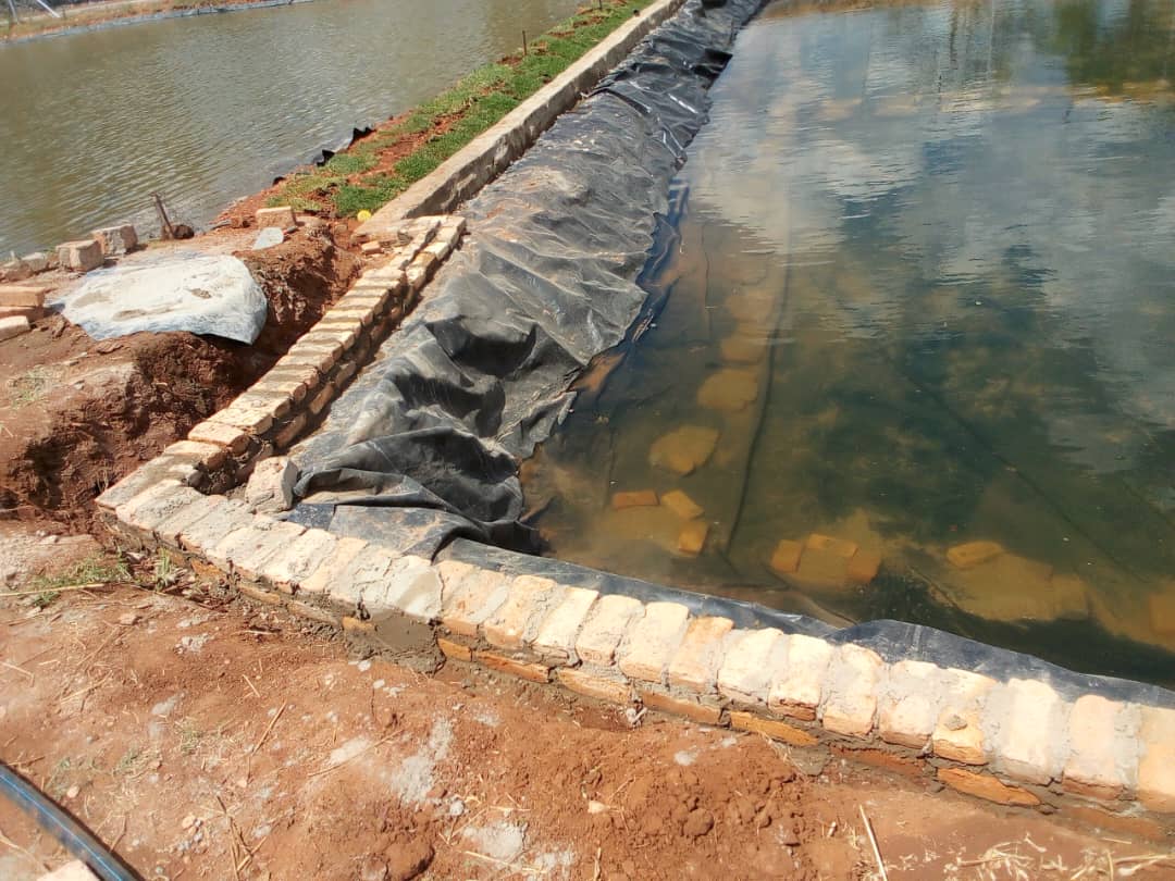 Fish Pond Construction